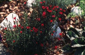 Dianthus deltoides P9