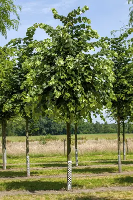 Bomen losse kroon