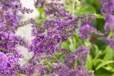Buddleja/ Vlinderstruiken