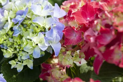 Hydrangea / Hortensia