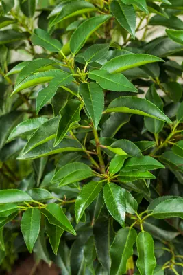 Prunus l. Angust. / Portugese Laurier