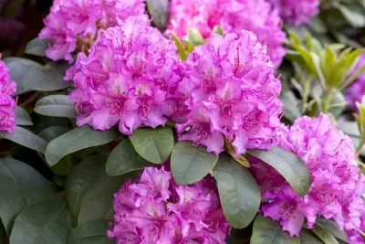 Rhododendrons