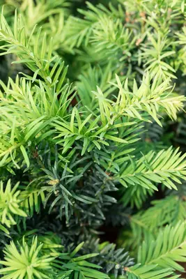 Taxus