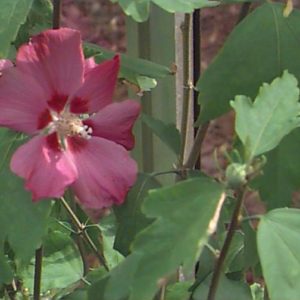 Hibiscus syriacus ‘Woodbridge’